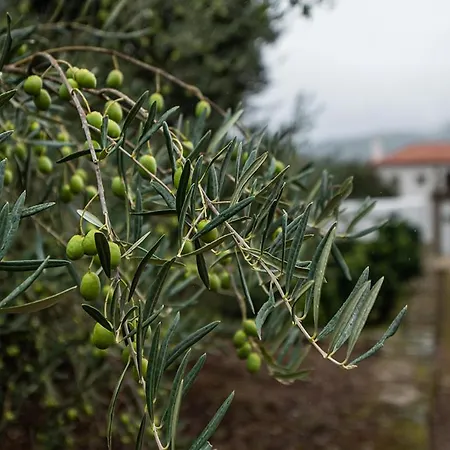 Casa Do Olival Hébergement de vacances Tarouca