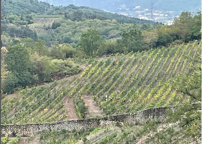 Casa Do Olival Tarouca