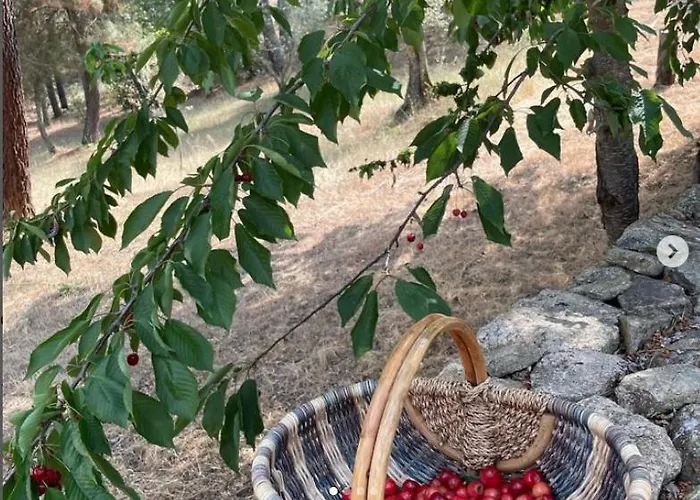 Hébergement de vacances Casa Do Olival *